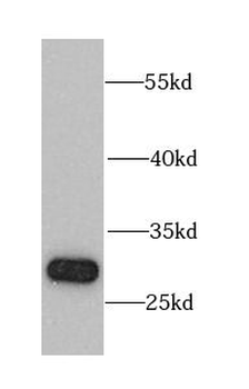CHMP1B Antibody