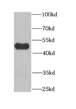 CHN1 Antibody