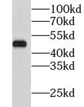 CHN2 Antibody