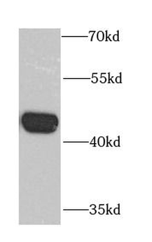 CHRFAM7A Antibody