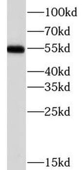 CHRNA7 Antibody