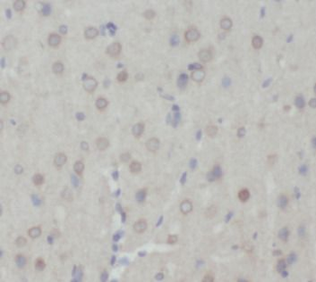 CHRNA7 Antibody