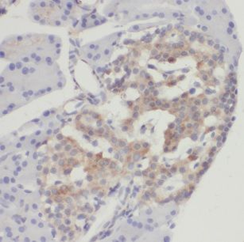 CHGB Antibody