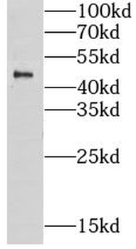CHST15 Antibody
