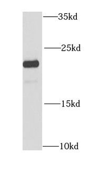 CIB1 Antibody