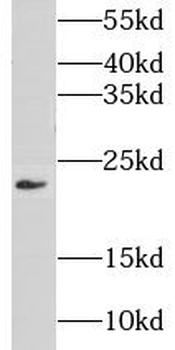 CIB4 Antibody
