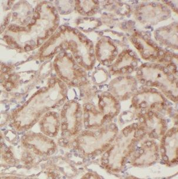 CIB4 Antibody
