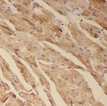 CISD1 Antibody