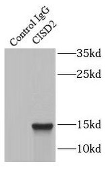 CISD2 Antibody