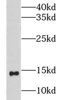 CISD2 Antibody