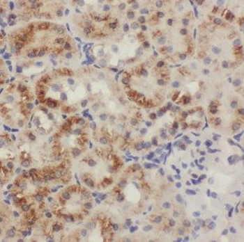 CISD2 Antibody