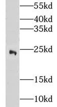 CITED2 Antibody
