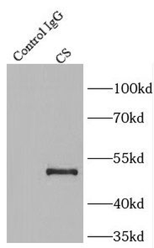 CS Antibody