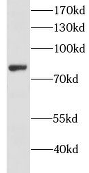 CKAP2 Antibody