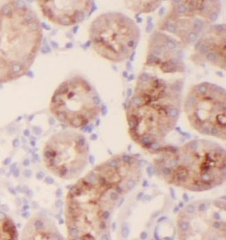 CKAP4 Antibody