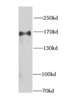 CLASP1 Antibody