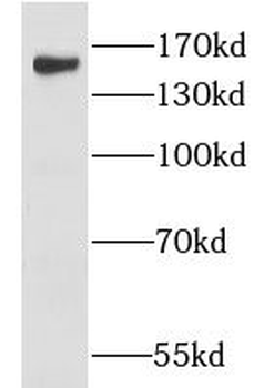 CLASP2 Antibody