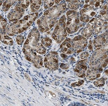 CLDN18 Antibody