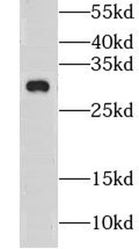 CLDN23 Antibody