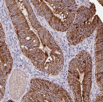 CLDN23 Antibody