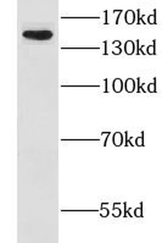 CLCA2 Antibody