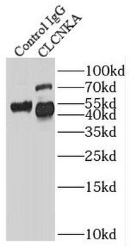 CLCNKA Antibody