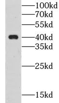 CLEC4G Antibody