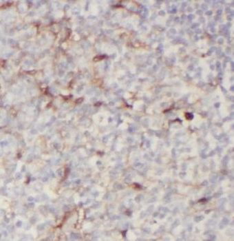 CLEC9A Antibody