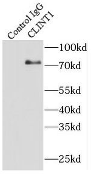 CLINT1 Antibody