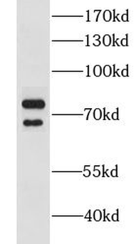 CLINT1 Antibody