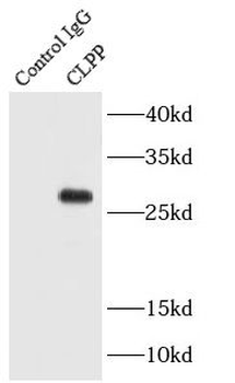 CLPP Antibody