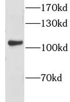 CLSTN1 Antibody