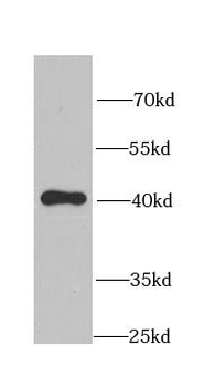CLU Antibody