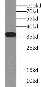 CLU Antibody