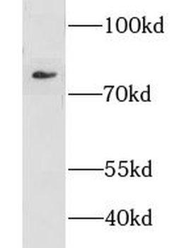 MYB Rabbit Polyclonal Antibody