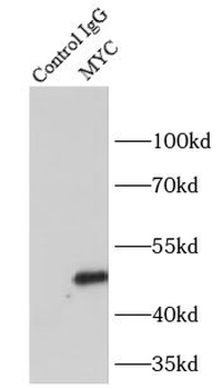MYC Rabbit Polyclonal Antibody