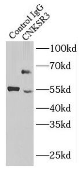 CNKSR3 Antibody