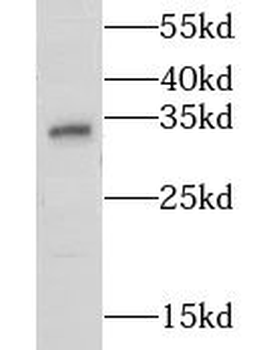 CNN2 Antibody