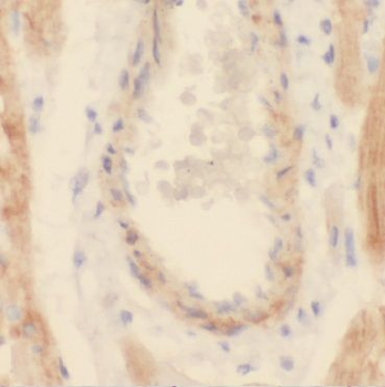 CNN2 Antibody