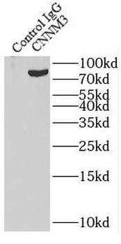 CNNM3 Antibody