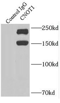 CNOT1 Antibody