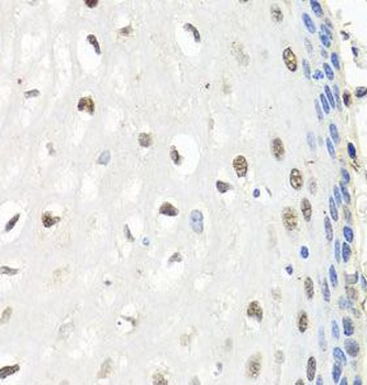 CNOT8 Antibody