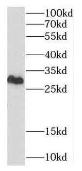 CNPY4 Rabbit Polyclonal Antibody