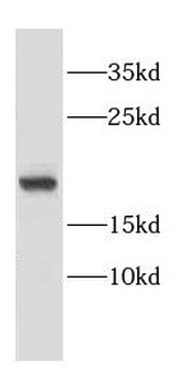 CNRIP1 Antibody