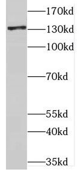 CNTN1 Antibody