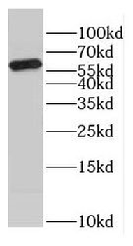 COASY Antibody