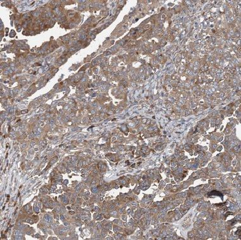 COG1 Antibody