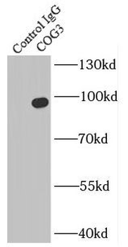 COG3 Antibody