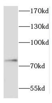 COIL Antibody