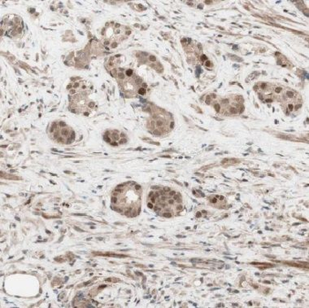 COIL Antibody